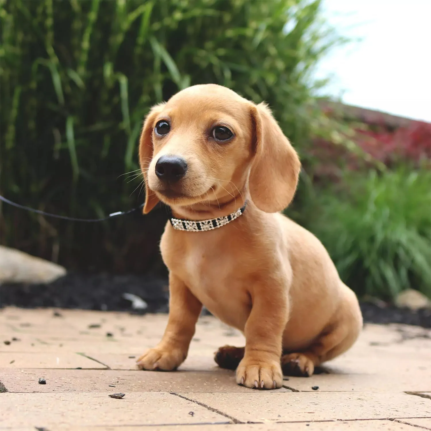 Coastal Jeweled Dog Collar