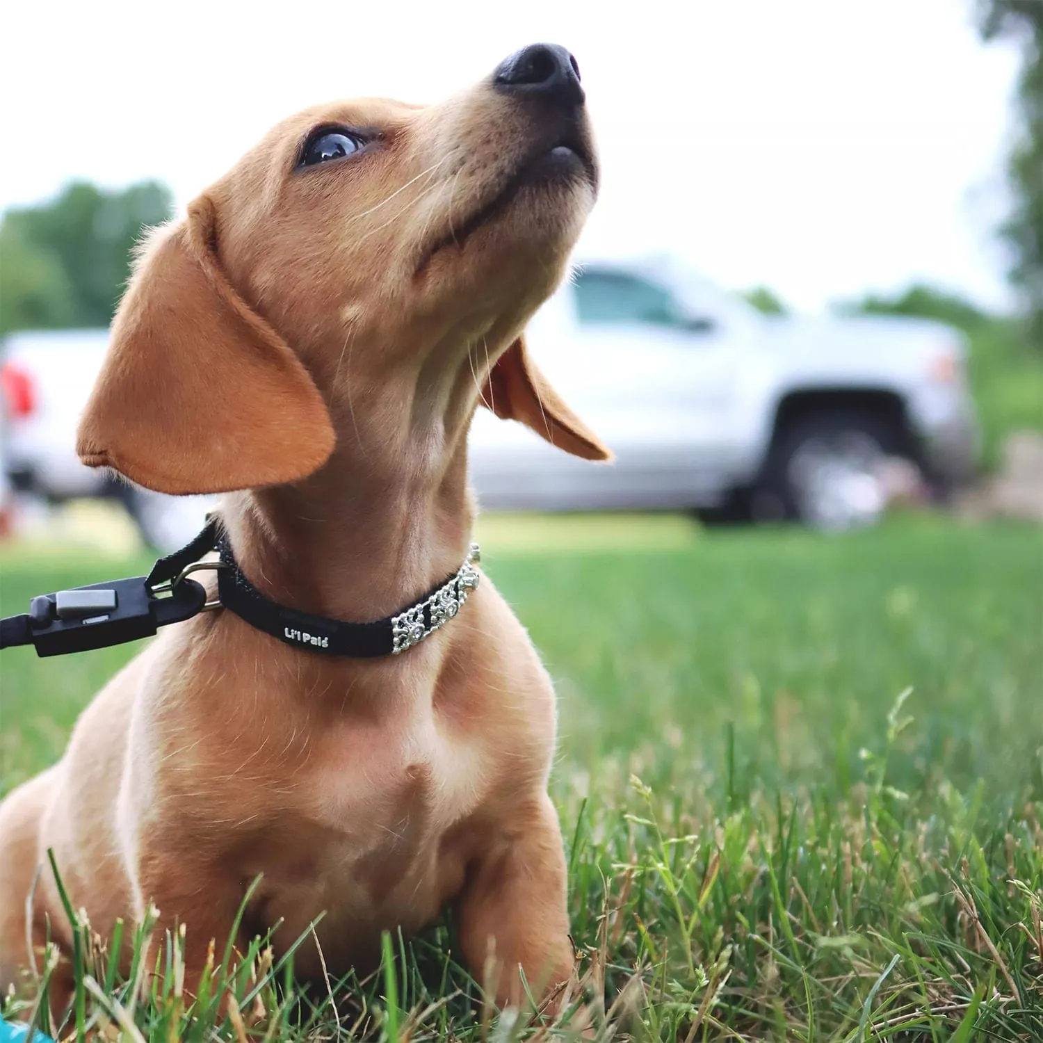 Coastal Jeweled Dog Collar