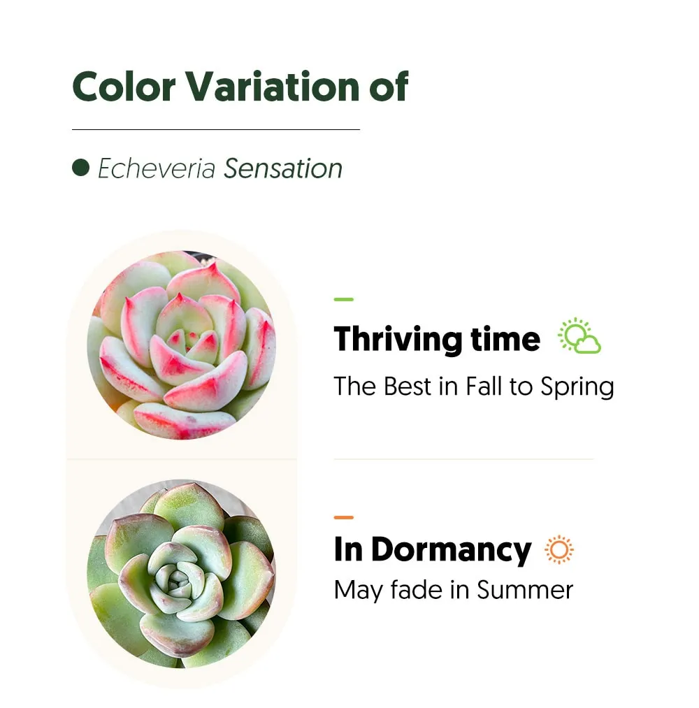 Echeveria Sensation (6 inch)