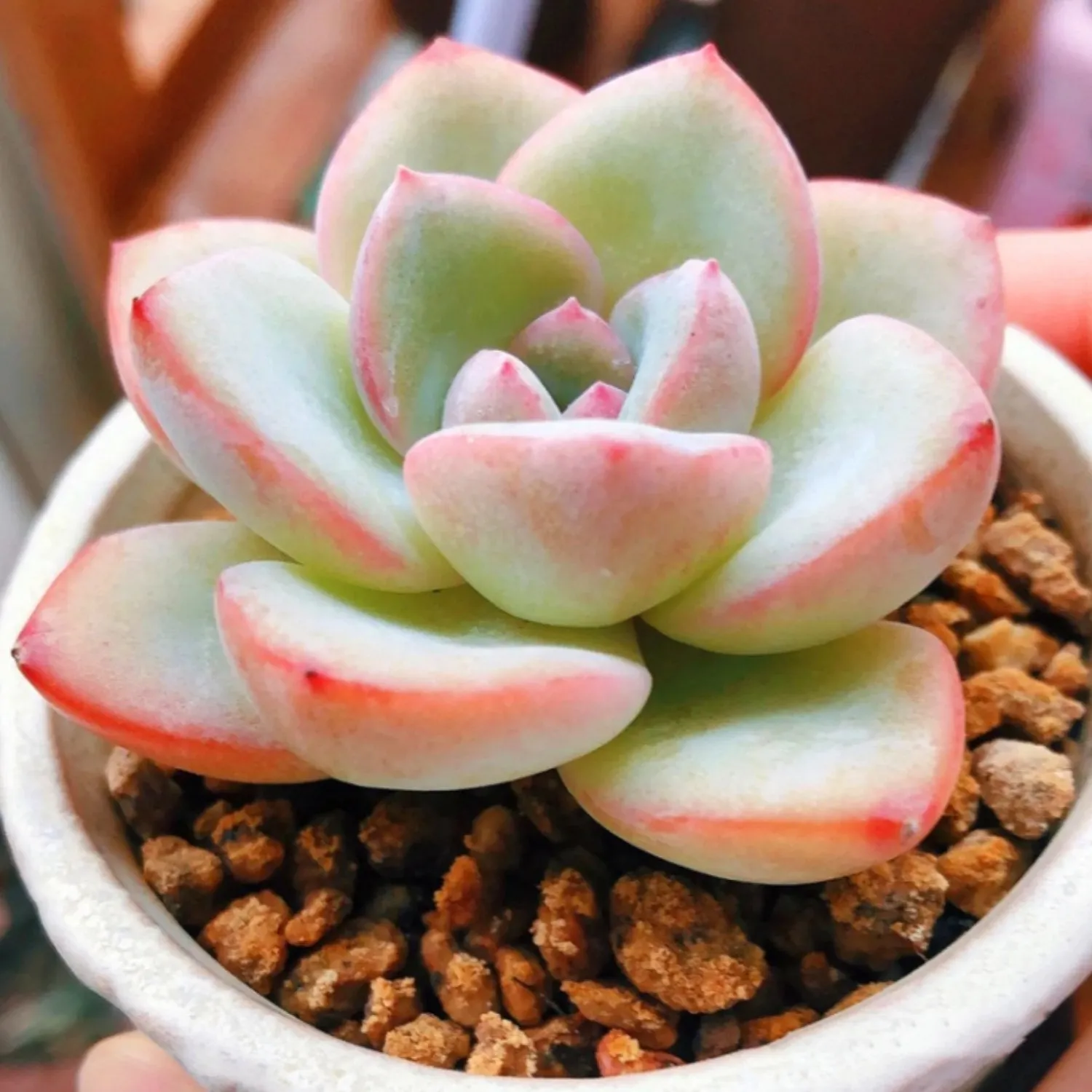 Echeveria Sensation (6 inch)