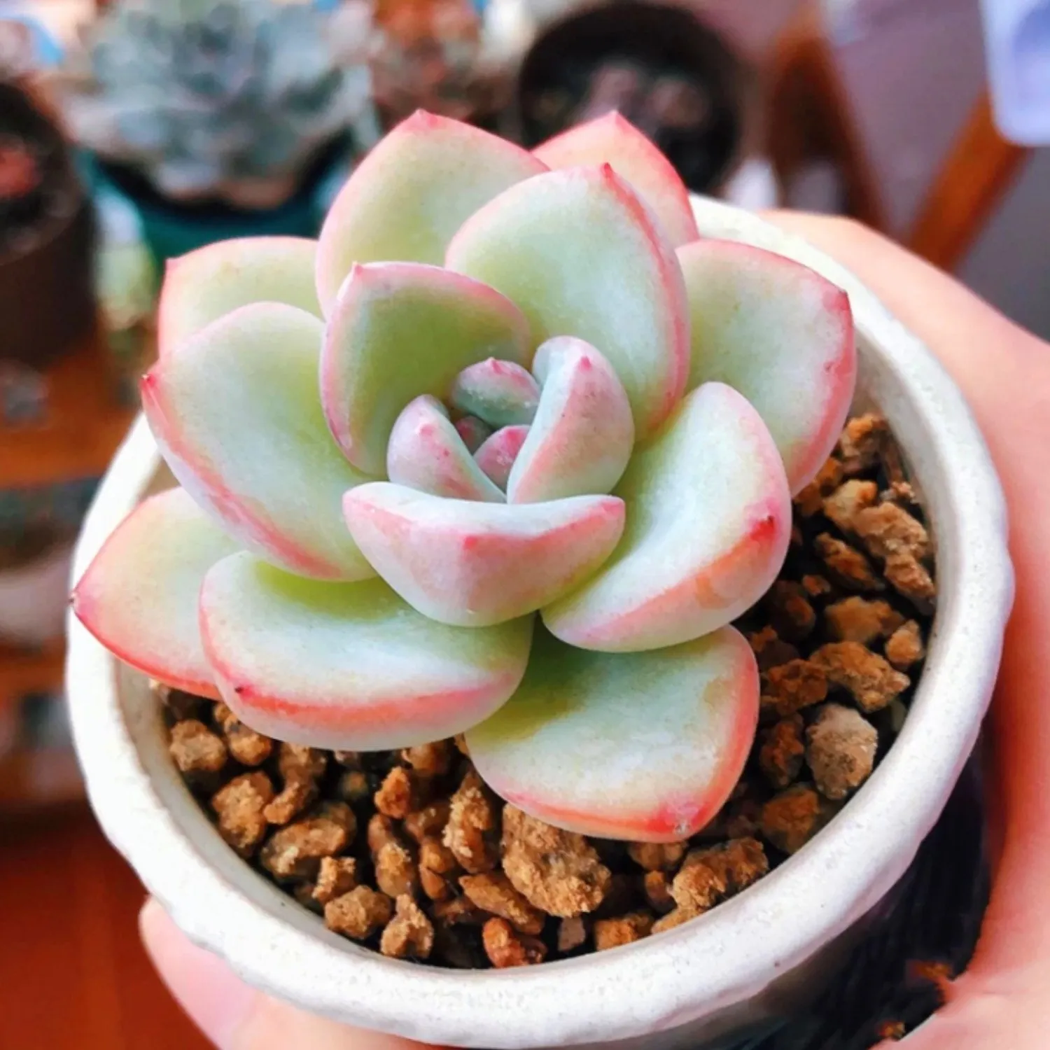 Echeveria Sensation (6 inch)