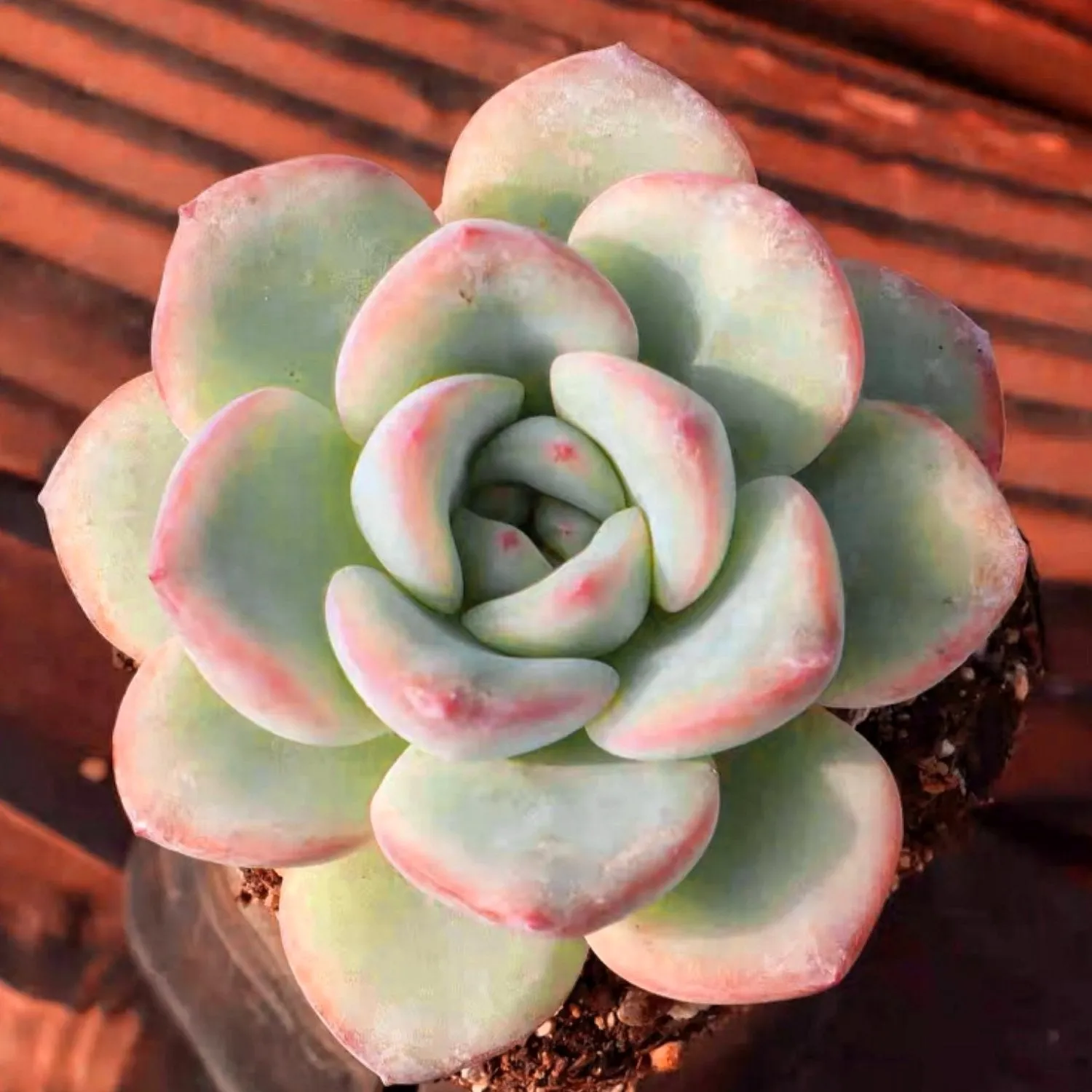 Echeveria Sensation (6 inch)