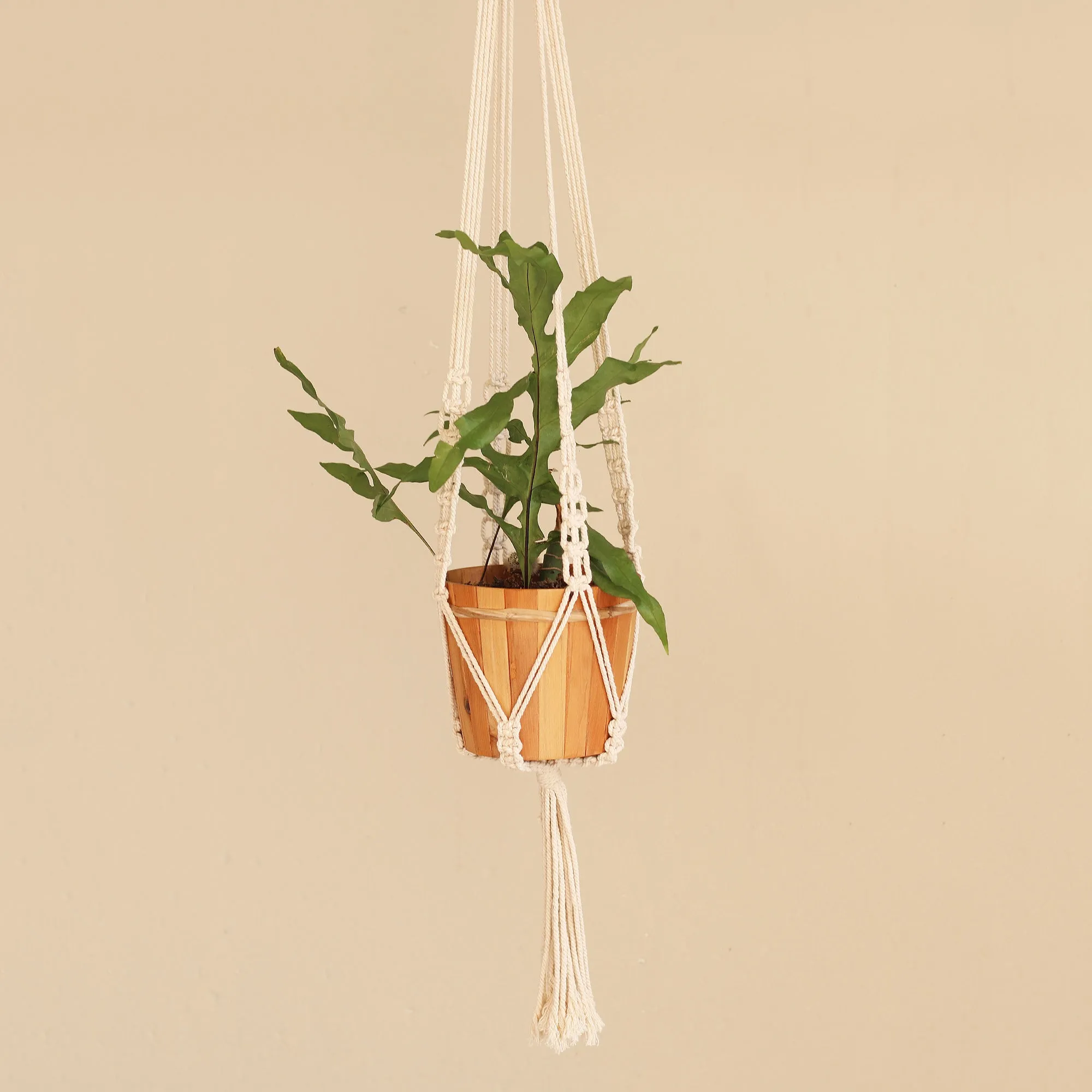 Hand-Knotted White Cotton Macrame Hanger from Bali - Pure Home | NOVICA
