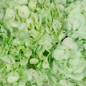 Mint Green Enhanced Hydrangea Flower