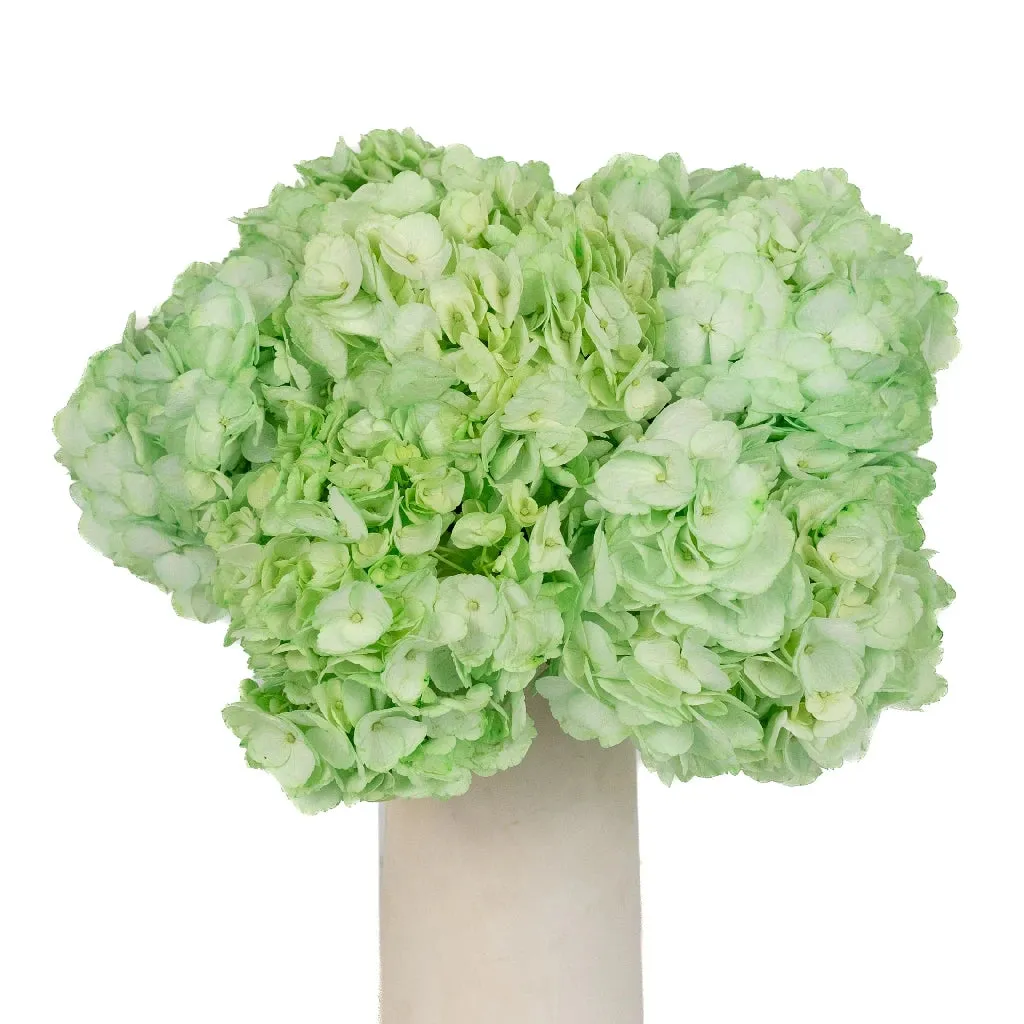 Mint Green Enhanced Hydrangea Flower
