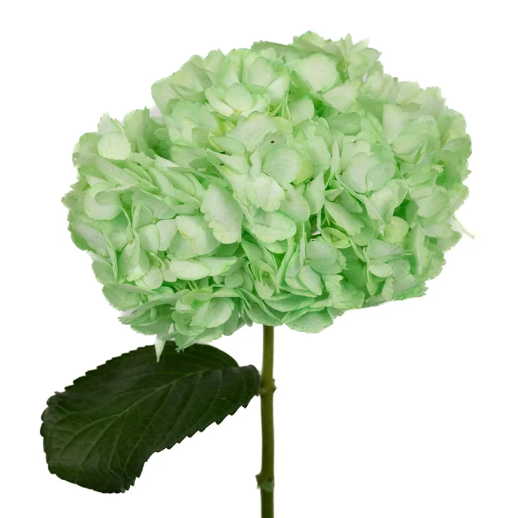 Mint Green Enhanced Hydrangea Flower
