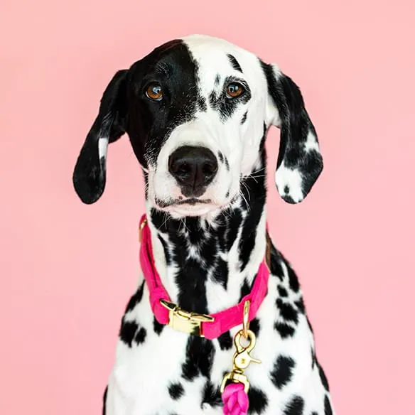 Pink Papyrus Antoinette Collar, Pink