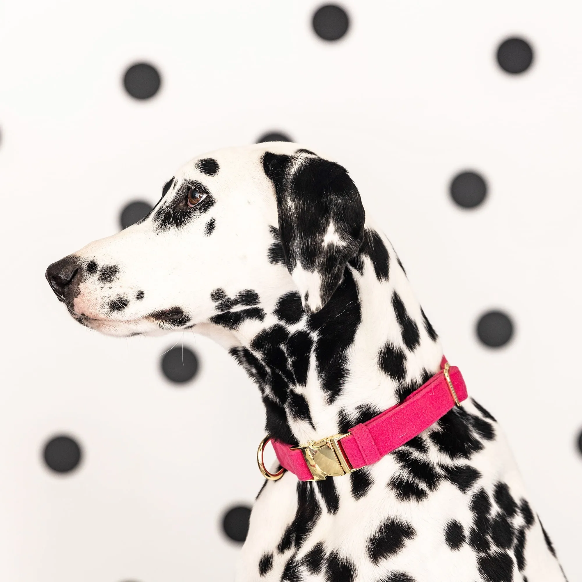 Pink Papyrus Antoinette Collar, Pink