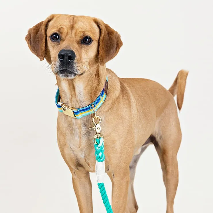 Pink Papyrus Milo Collar, Stripes