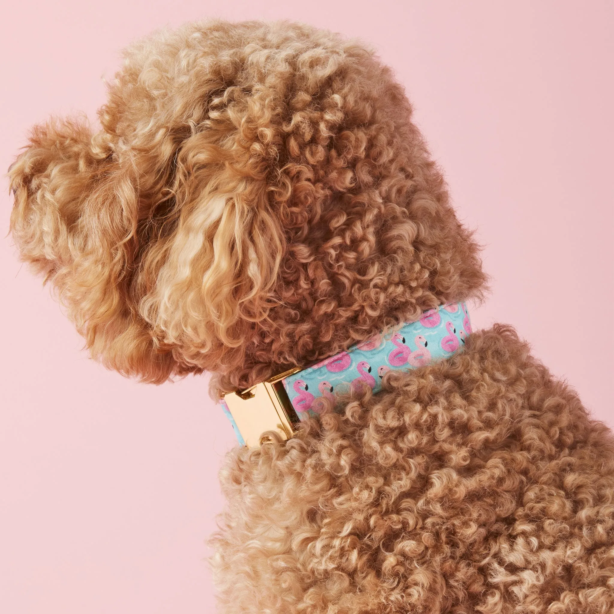 The Foggy Dog Collar - Flamingo Floaties